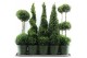 Buxus sempervirens mix Buxus semp. Special Models XXL Mix Shelf P27cm  