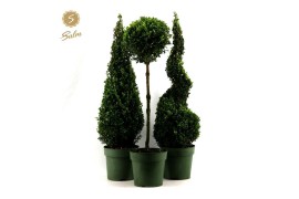 Buxus sempervirens mix Buxus semp. Special Models XL Mix Shelf P23cm d