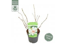 Calycanthus chinensis Sinocalycanthus Venus