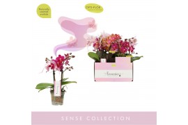 Phalaenopsis multiflora mix Aromio Mix 2 spike10 bl. 2 tak/plnt 150