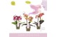 Phalaenopsis multiflora mix Aromio Mix 2 spike10 bl. 2 tak/plnt 150 