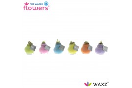 Hippeastrum gewaxt No Water Flowers Waxz® Pastel Mix2 tak/plnt