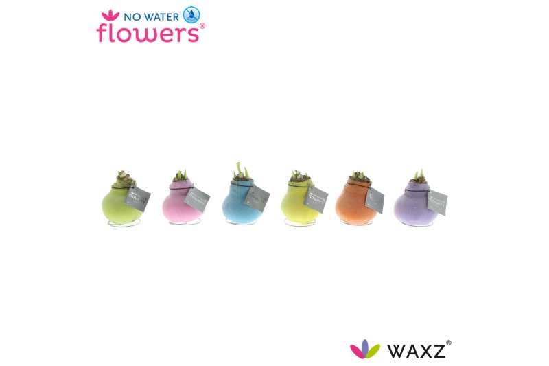 Hippeastrum gewaxt No Water Flowers Waxz® Pastel Mix2 tak/plnt 