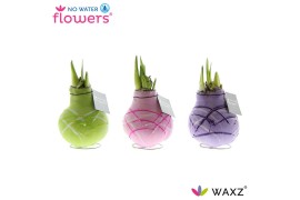 Hippeastrum gewaxt No Water Flowers Waxz® Art Monet2 tak/plnt