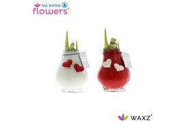 Hippeastrum gewaxt No Water Flowers Waxz® Love2 tak/plnt