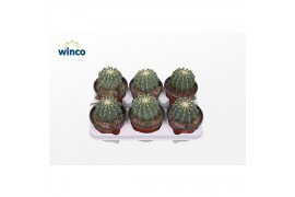 Ferocactus glaucescens Ferocactus Glaucescends Inermis