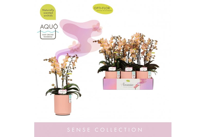Phalaenopsis multiflora roze Aromio Fresh 3 spike in Molise Salmon Aqu 