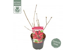 Calycanthus chinensis Sinocalycanthus Hartlage Wine ®