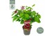 Calycanthus chinensis Sinocalycanthus Hartlage Wine ® 