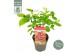 Calycanthus chinensis Sinocalycanthus Hartlage Wine ® 