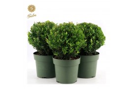 Ilex crenata jenny Ilex crenata Jenny® Ball Ø20cm P17