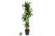 Dracaena fragr. hawaiian sunshine Dracaena Hawaiiana4 pp 