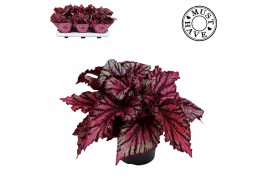 Begonia blad magic colours lambada Bladbegonia Lambada Must Have1 pp