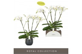Phalaenopsis wit Theatro Classico 4 spike in Esra Graphite 30 bl. 4 ta