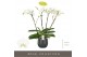Phalaenopsis wit Theatro Classico 4 spike in Esra Graphite 30 bl. 4 ta 