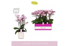 Phalaenopsis multiflora roze Bellissimo Angelo in Molise White Aquo 10