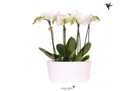 Phalaenopsis multiflora wit Kolibri Orchids Phalaenopsis Mono Bouquet 