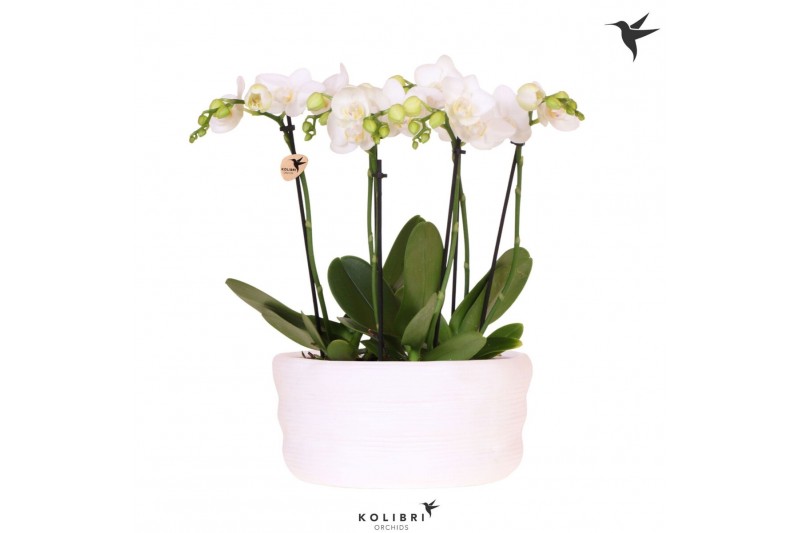 Phalaenopsis multiflora wit Kolibri Orchids Phalaenopsis Mono Bouquet  