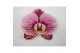 Phalaenopsis wit Phalaenopsis Berger - 2 tak 80cm 16 bl. 2 tak/plnt 