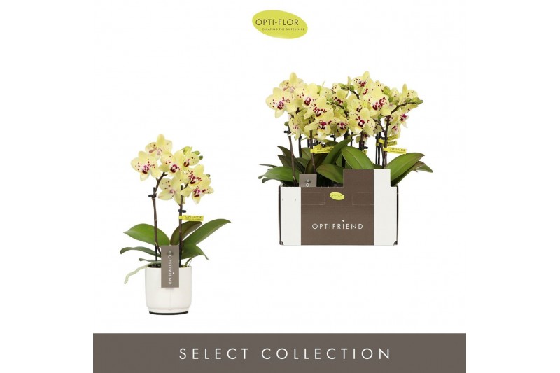 Phalaenopsis multiflora geel Optifriend Anouk 2 spike in Lazio White 1 