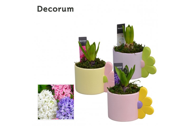Arrangementen hyacinthus Hyacint Bloomie Mug HL15413 [LOVELY COLORS] 1 