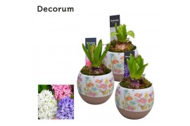 Arrangementen hyacinthus Hyacint Colori HL14433 [LOVELY COLORS] 1 pp 3