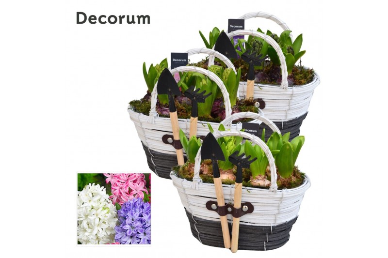 Arrangementen hyacinthus Hyacint Mand Gereedschap HL14683 [PURE] 6 pp  