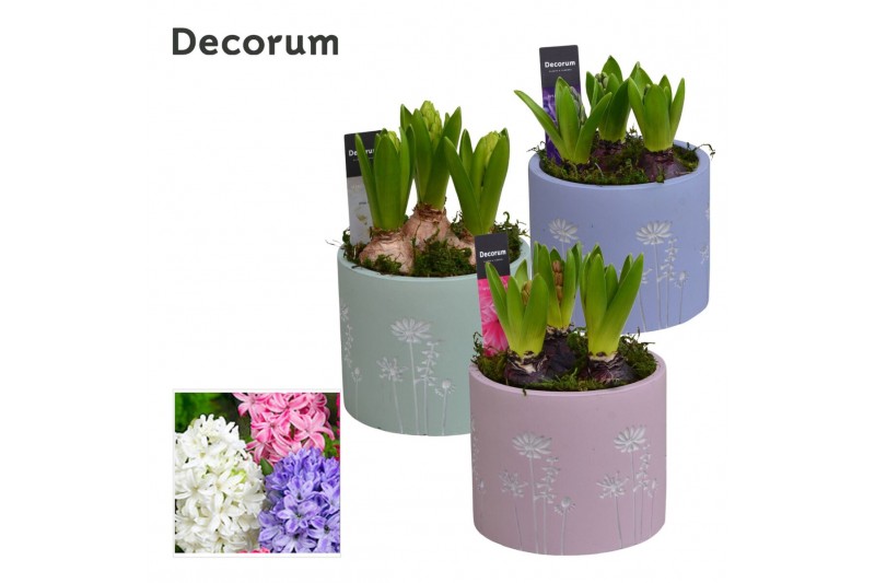 Arrangementen hyacinthus Hyacint Whisper Flower HL15740 [LOVELY COLORS 