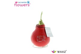 Hippeastrum gewaxt No Water Flowers Waxz® Message Printz Love2 tak/pln