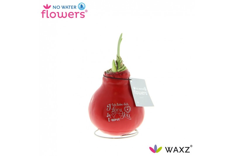 Hippeastrum gewaxt No Water Flowers Waxz® Message Printz Love2 tak/pln 