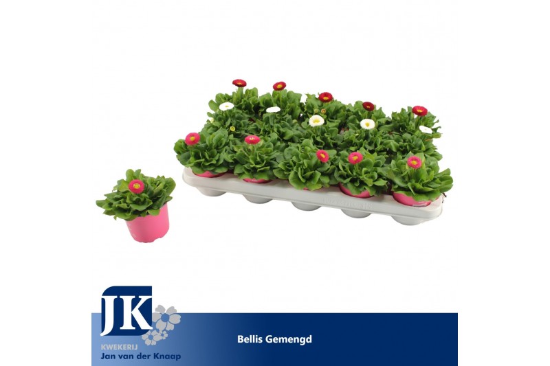 Bellis perennis mix Bellis Gemengd p 10.5 