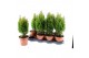 Chamaecyparis lawsoniana ellwoods gold Ellwoodii Gold 