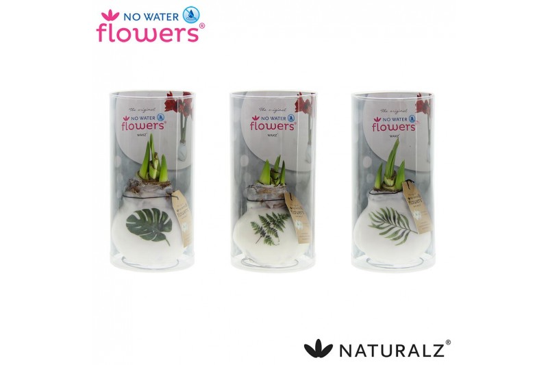 Hippeastrum gewaxt No Water Flowers® Naturalz® Botanical Mix in Koker2 