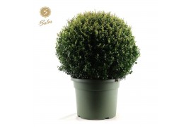 Ilex crenata Ilex crenata Ball Ø70cm P45