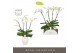 Phalaenopsis wit Theatro Classico 4 spike in Abruzzo White Aquo 30 bl. 