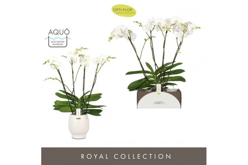 Phalaenopsis wit Theatro Classico 4 spike in Abruzzo White Aquo 30 bl. 