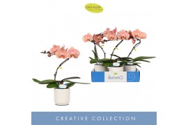 Phalaenopsis zalm Balletto Sway 1 spike in Lazio White 9 bl. 1 tak/pln