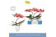 Phalaenopsis oranje Balletto Swirl 1 spike in Emilia White Aquo 9 bl.  
