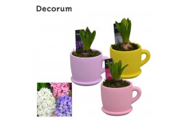 Arrangementen hyacinthus Hyacint Fleurig Bakkie HL15283 [LOVELY COLORS