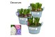 Arrangementen hyacinthus Hyacint Joie de Vivre HL15563 [PURE] 5 pp 5 p 