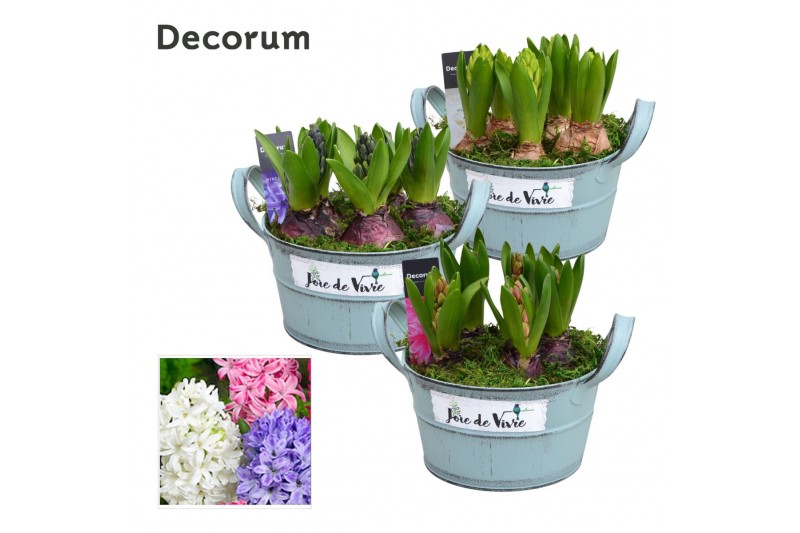 Arrangementen hyacinthus Hyacint Joie de Vivre HL15563 [PURE] 5 pp 5 p 