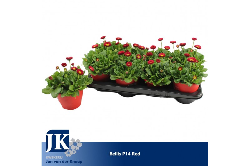 Bellis perennis rusher carmi Bellis p14 TST pot Red 