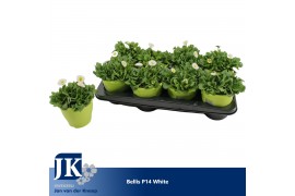 Bellis perennis rusher white Bellis p14 TST pot white