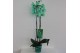 Phalaenopsis Wonder Green 2 tak18 bl. 2 tak/plnt 