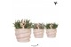 Rhipsalis mix Kolibri Greens Rhipsalis mix in Octopus pot pink1 pp 