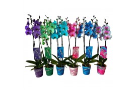 Phalaenopsis 2 tak mix ton sur ton potcover en etiket 16 bl. 2 tak/pln