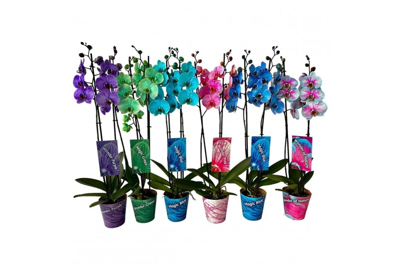 Phalaenopsis 2 tak mix ton sur ton potcover en etiket 16 bl. 2 tak/pln 
