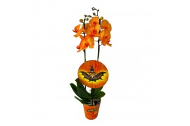 Phalaenopsis Halloween 2 tak 18 bl. 2 tak/plnt