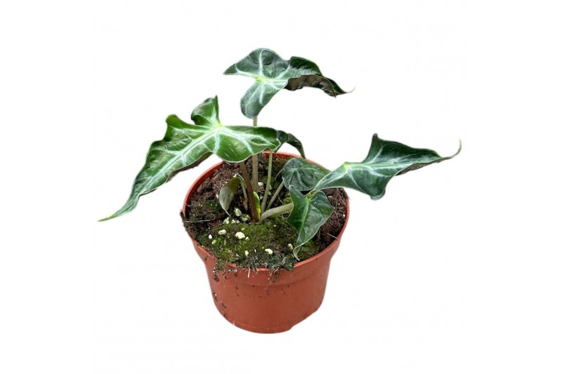 Alocasia Alocasia Loco 1 pp 