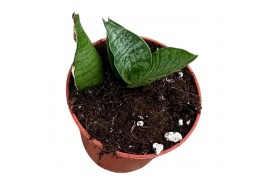 Sansevieria Sansevieria himalayan 1 pp